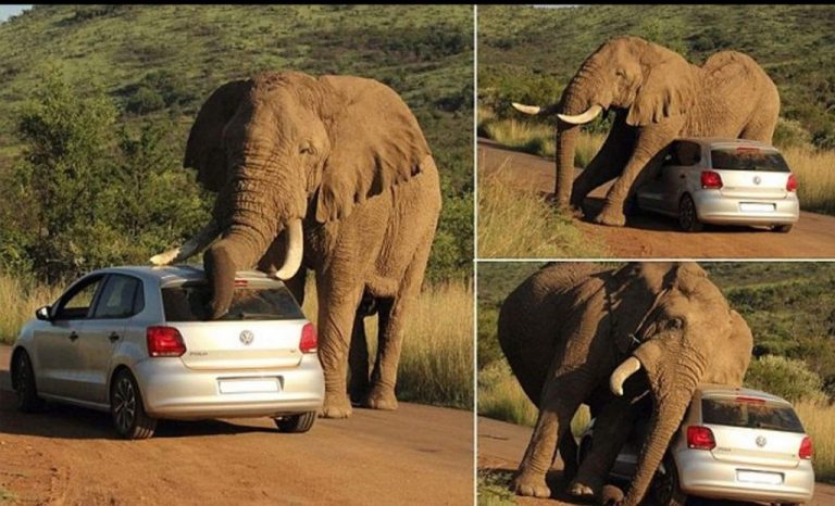 Elephant Gets ‘Cosy’ With VW Polo (4-Star NCAP), All Occupants Safe ...