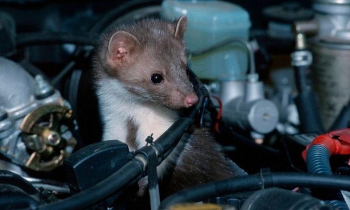 here-s-how-to-keep-rats-away-from-engine-of-your-car-car-blog-india