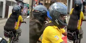 Dog With Helmet Joins Bike Ride. Watch Video