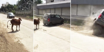 maruti wagon r drift save cow accident