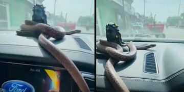 Snake Enters Dashboard on Ford Endeavour