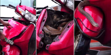 Cobra Snake Hides in Honda Activa