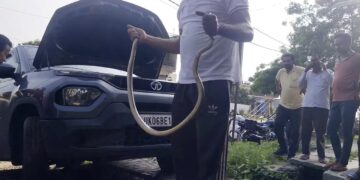 Snake Rescued from Tata Punch