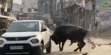 Tata Punch Mad Bull Attack