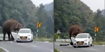 Elephant Attack Hyundai Aura Taxi Tamil Nadu