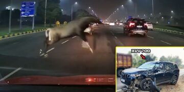 Mahindra XUV700 Hits Goat on Highway