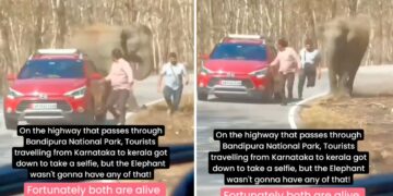 Elephant Chases Tourists in Hyundai I20 Active