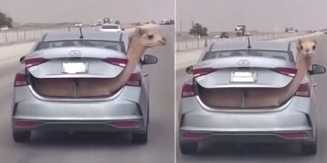 Hyundai Verna Owner Carries Camel in Trunk