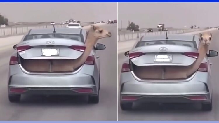 Hyundai Verna Owner Carries Camel in Trunk