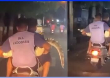 Pillion Carrying Crocodile on Honda Activa