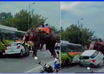 Elephant Damages Maruti Swift