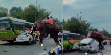 Elephant Damages Maruti Swift