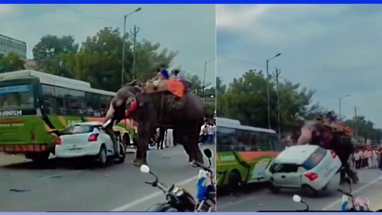 Elephant Damages Maruti Swift